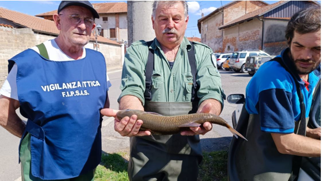 GREGGIO – Salvati dalla siccità 400 chili di pesce pregiato