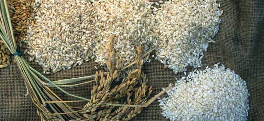 ENTE NAZIONALE RISI – Persi in Lombardia 23.000 ettari di risaie