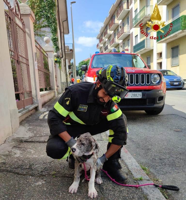 NOTIZIE DAI VIGILI DEL FUOCO – Vercelli Via Pitagora – Soccorso cagnolino bloccato nell’inferriata del balcone