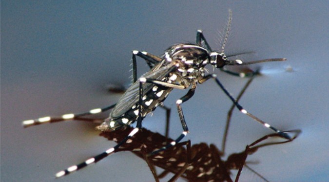 CASALE – West Nile Virus: precauzioni stagionali